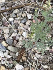 Gilia stellata