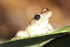 Craugastor crassidigitus