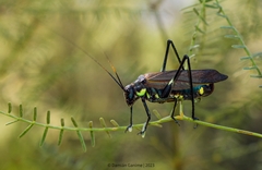 Scaphura elegans