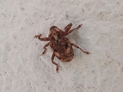 Eubulus