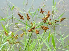 Cyperus ligularis
