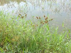 Cyperus ligularis