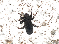 Stenochinus