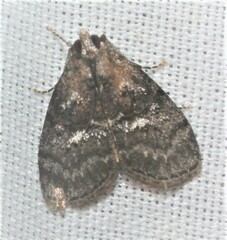Pococera asperatella
