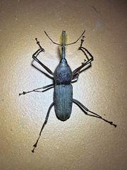 Rhinostomus barbirostris image