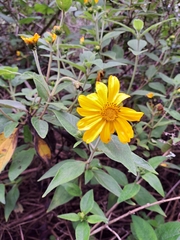 Steiractinia sodiroi