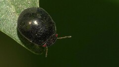 Brachyplatys subaeneus