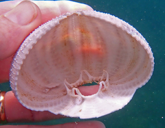 Tripneustes ventricosus