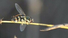 Ischiodon scutellaris