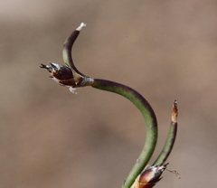 Desmocladus lateriflorus