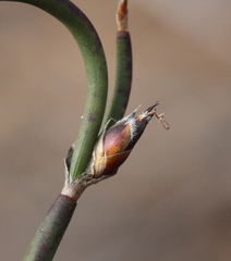 Desmocladus lateriflorus