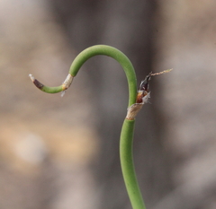 Desmocladus lateriflorus