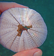 Tripneustes ventricosus