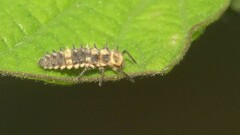 Cheilomenes sexmaculata