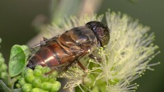 Eristalinus quinquestriatus