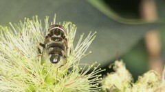 Eristalinus aeneus