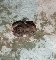 Pristimantis unistrigatus