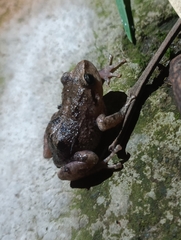 Pristimantis unistrigatus