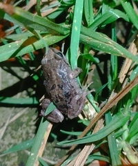 Pristimantis unistrigatus