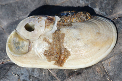 Scutus antipodes