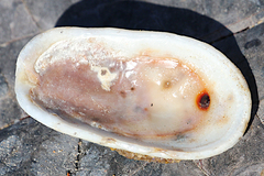 Scutus antipodes
