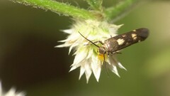 Eretmocera impactella
