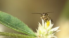 Eretmocera impactella