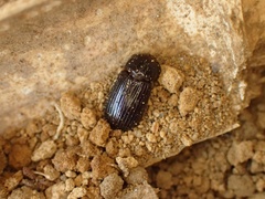 Aphodius hibernalis