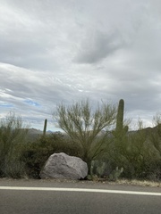 Parkinsonia microphylla