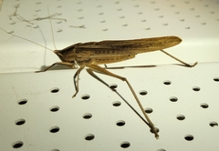 Neoconocephalus triops