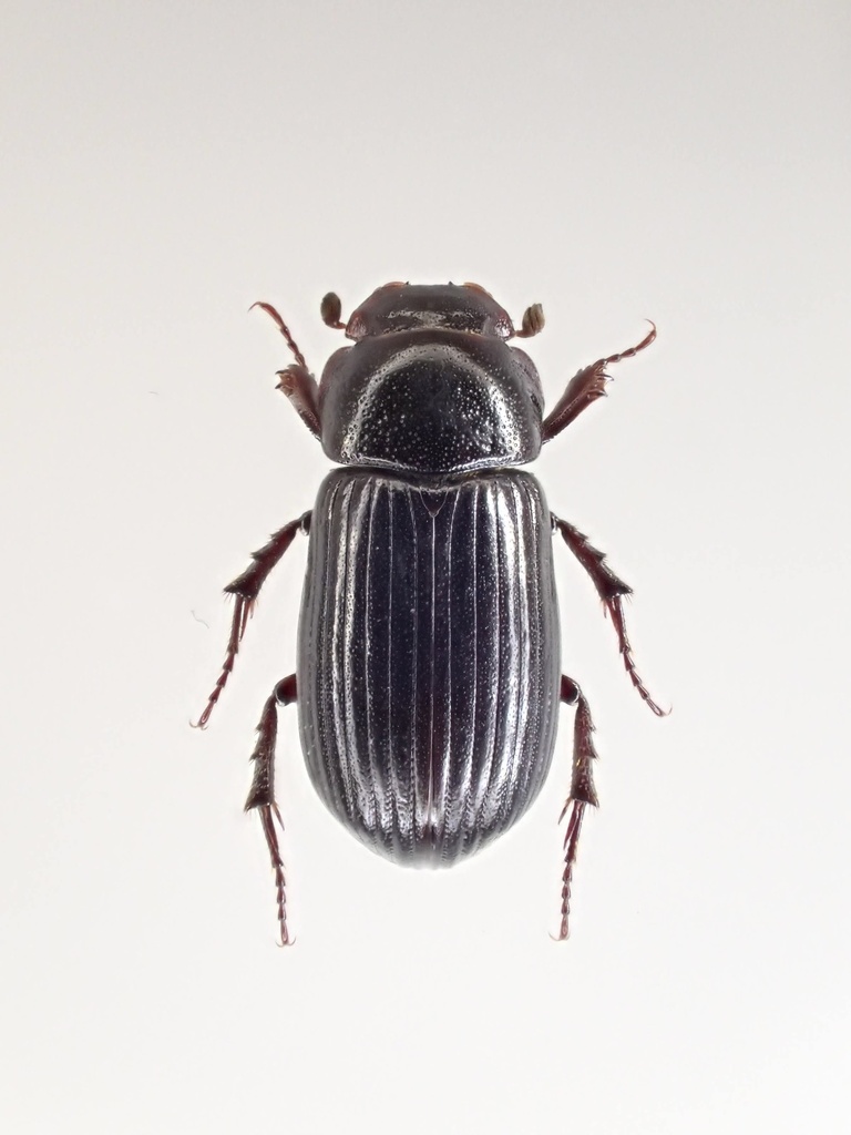 トルコ産　ゴミムシ 10mm 1点限り トルコ産 ゴミムシ 10mm 1点限り トルコ産 ゴミムシ 10mm 1点