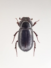 Aphodius hibernalis