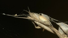 Larinia directa