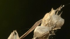 Larinia directa