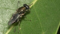 Adoxomyia heminopla
