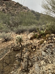 Cylindropuntia bigelovii