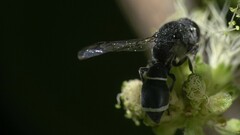 Subancistrocerus