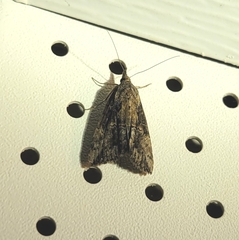 Hypena scabra