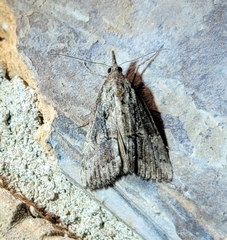 Hypena scabra