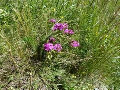 Dianthus barbatus