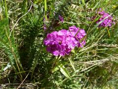 Dianthus barbatus