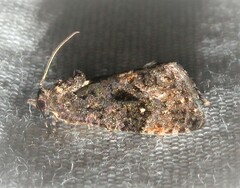Gymnandrosoma punctidiscanum
