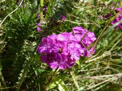 Dianthus barbatus
