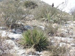 Agave striata