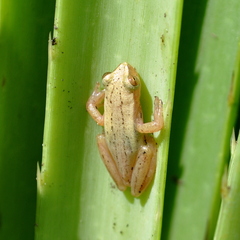 Dendropsophus sanborni