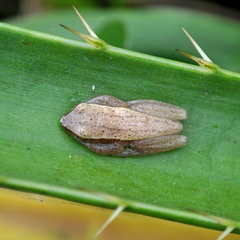 Dendropsophus sanborni