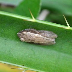 Dendropsophus sanborni