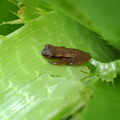 Dendropsophus sanborni