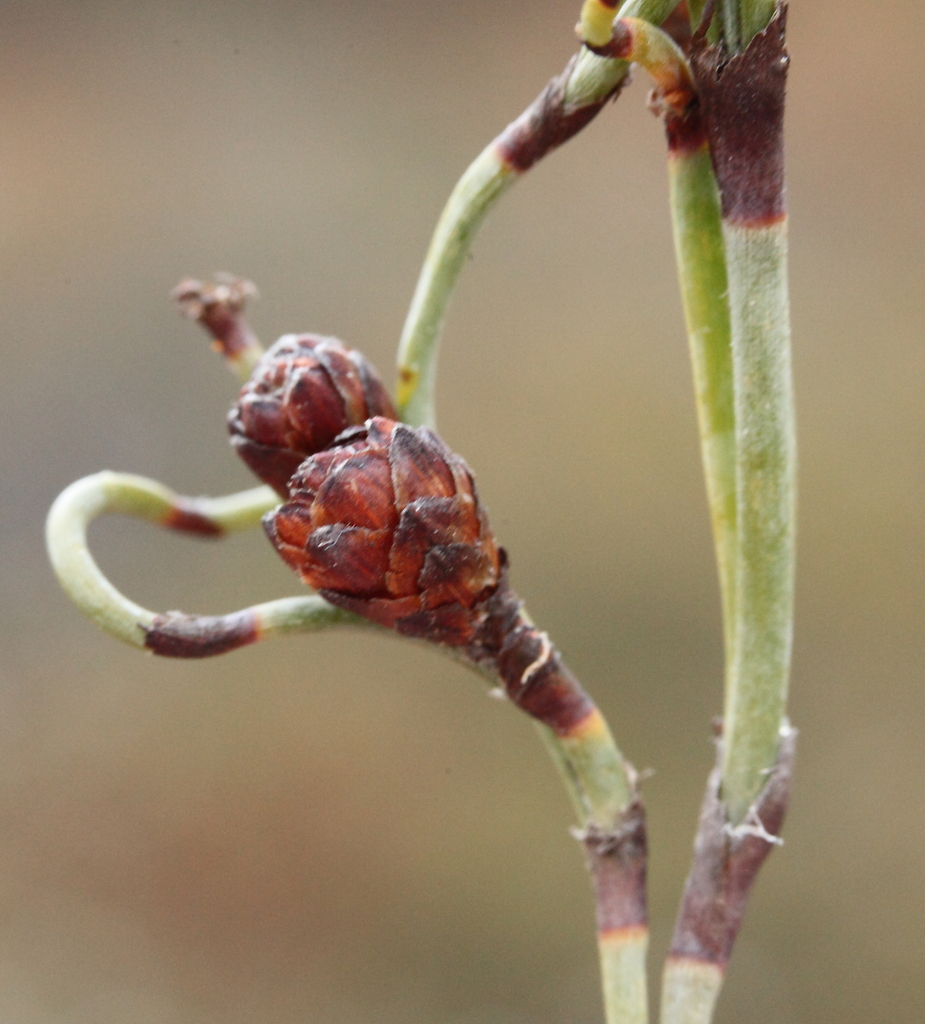Chordifex