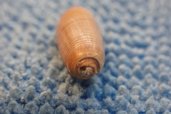 Acteocina culcitella